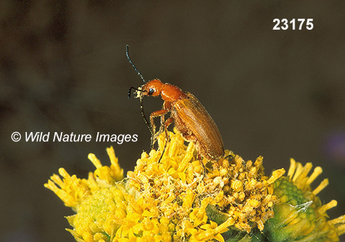 Nemognatha lutea (Meloidae, Coleoptera)